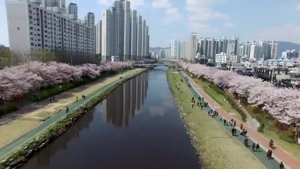 Aerial View Spring Oncheoncheon Citizens Park Busan Dél Korea Ázsia — Stock videók