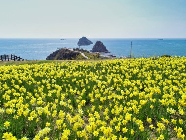 Oryukdo, Busan, Güney Kore, Asya 'daki Haemaji Parkı' nın Baharı.