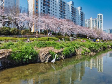 Oncheoncheon Vatandaş Parkı, Busan, Güney Kore, Asya Baharı