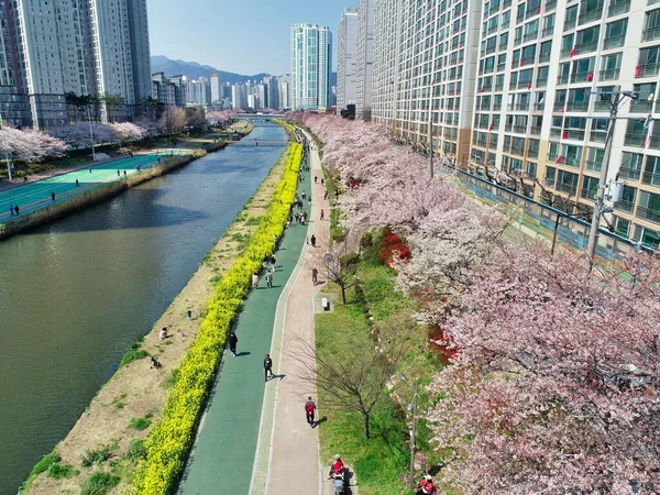 Spring Oncheoncheon Citizens Park Busan Jižní Korea Asie — Stock fotografie