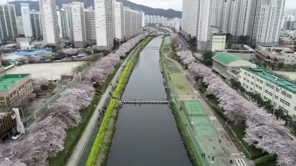 Oncheoncheon Vatandaş Parkı Busan Güney Kore Asya Baharı — Stok video