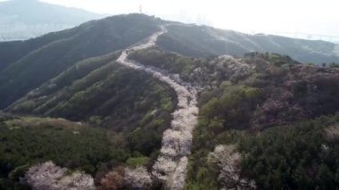 Hwangryeongsan Dağı, Busan, Güney Kore, Asya 'da Bahar Çiçekleri açıyor.