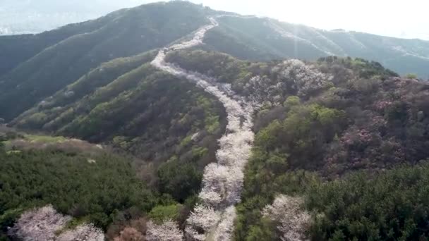 Lente Bloemen Bloeien Hwangryeongsan Mountain Busan Zuid Korea Azië — Stockvideo