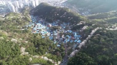 Mulmangol köyünde bahar çiçekleri açıyor, Busan, Güney Kore, Asya.