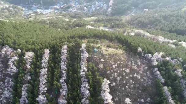 Voorjaarsbloemen Bloeien Mulmangol Dorp Busan Zuid Korea Azië — Stockvideo