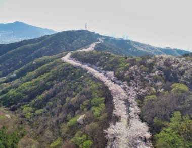 Hwangryeongsan Dağı, Busan, Güney Kore, Asya 'da Bahar Çiçekleri açıyor.