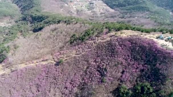 Jongnamsan Dağı Nda Açan Jindallae Azalea Çiçeği Milyang Güney Kore — Stok video