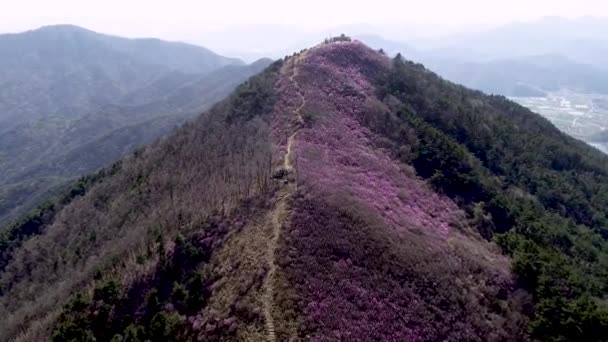 Jindallae Azalea Bloemen Bloeien Jongnamsan Mountain Milyang Zuid Korea Azië — Stockvideo