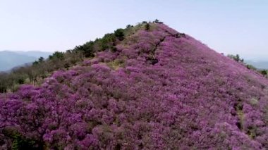 Jindallae Azalea Çiçeği Cheonjusan Dağı, Changwon, Güney Kore, Asya 'da çiçek açıyor
