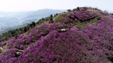 Jindallae Azalea Çiçeği Cheonjusan Dağı, Changwon, Güney Kore, Asya 'da çiçek açıyor