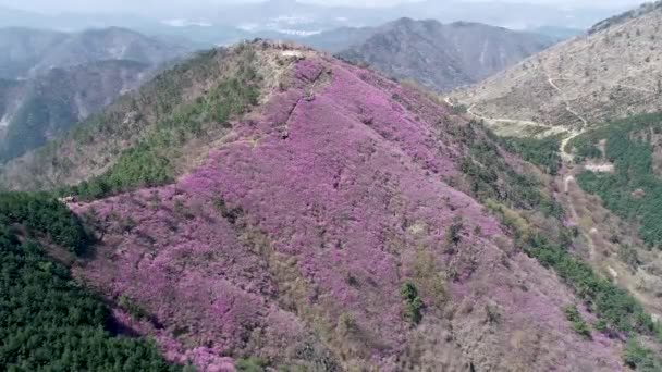 Jindallae Azalea Flor Que Florece Cheonjusan Mountain Changwon Corea Del — Vídeos de Stock