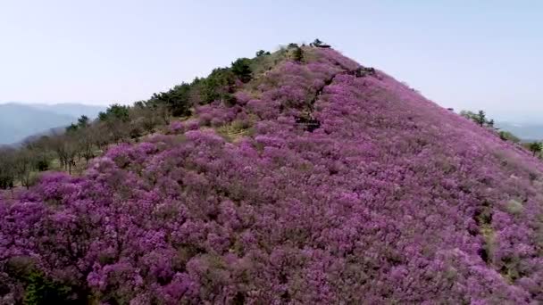 Jindallae Azalea Bloeiende Bloem Cheonjusan Mountain Changwon Zuid Korea Azië — Stockvideo