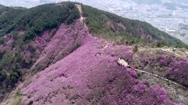 Jindallae Azalea Bloeiende Bloem Cheonjusan Mountain Changwon Zuid Korea Azië — Stockvideo