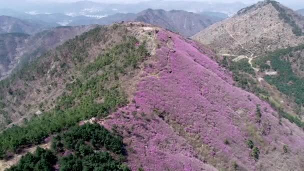 Jindallae Azalea Bloeiende Bloem Cheonjusan Mountain Changwon Zuid Korea Azië — Stockvideo