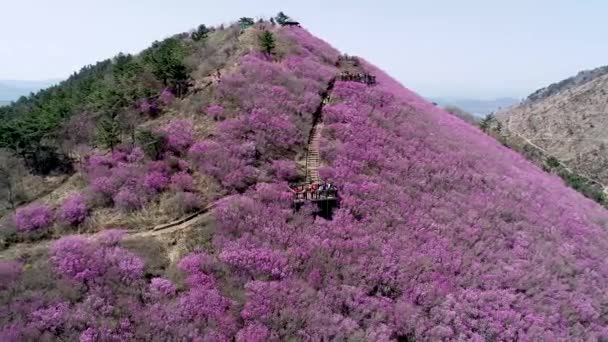 Jindallae Azalea Blomma Blommar Cheonjusan Mountain Changwon Sydkorea Asien — Stockvideo