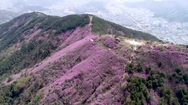 Jindallae Azalea Flor Que Florece Cheonjusan Mountain Changwon Corea Del — Vídeos de Stock