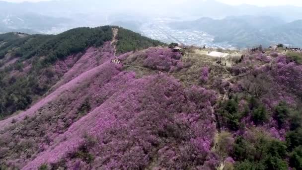 Jindallae Azalea Flor Que Florece Cheonjusan Mountain Changwon Corea Del — Vídeos de Stock