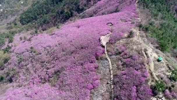 Jindallae Azalea Bloeiende Bloem Cheonjusan Mountain Changwon Zuid Korea Azië — Stockvideo