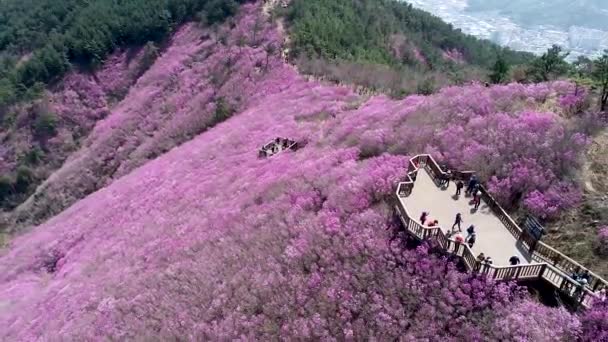 Jindallae Azalea Bloeiende Bloem Cheonjusan Mountain Changwon Zuid Korea Azië — Stockvideo