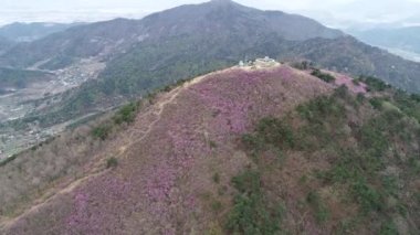 Jongnamsan Dağı 'nda açan Jindallae Azalea Çiçeği, Milyang, Güney Kore, Asya