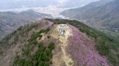 Jongnamsan Dağı 'nda açan Jindallae Azalea Çiçeği, Milyang, Güney Kore, Asya