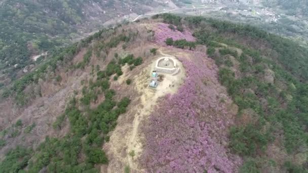 Jindallae Azalea Flower Blooming Jongnamsan Mountain Milyang Jižní Korea Asie — Stock video