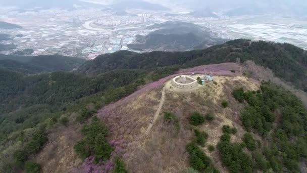 Jindallae Azalea Kwiat Kwitnący Jongnamsan Mountain Milyang Korea Południowa Azja — Wideo stockowe