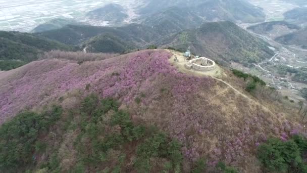 チョンナムサン山 ミヤン アジアに咲くアジサエラ — ストック動画