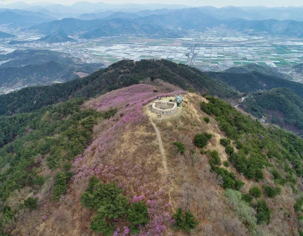 チョンナムサン山 ミヤン アジアに咲くアジサエラ — ストック写真