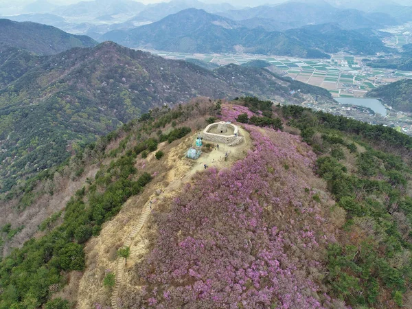 チョンナムサン山 ミヤン アジアに咲くアジサエラ — ストック写真