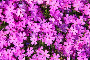 Oncheoncheon Vatandaş Parkı, Busan, Güney Kore, Asya Baharı