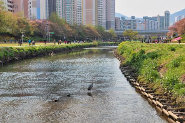 Oncheoncheon Vatandaş Parkı, Busan, Güney Kore, Asya Baharı
