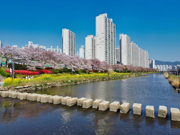 Primavera Oncheoncheon Citizens Park Busan Corea Del Sur Asia — Foto de Stock