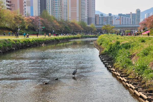 Oncheoncheon Vatandaş Parkı, Busan, Güney Kore, Asya Baharı