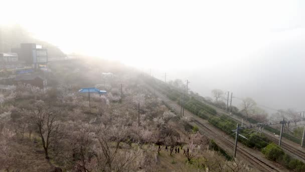 Maehwa Japanes Apricot Flower Blooming Wondong Maehwa Village Spring Wondong — Stock Video