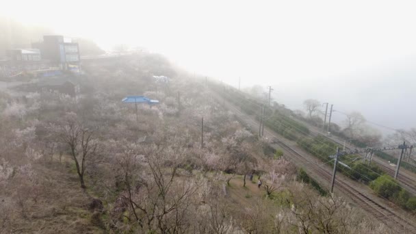 Maehwa Japanes Meruňkový Květ Kvetoucí Jaře Thajsku Gyeongnam Yangsan Jižní — Stock video