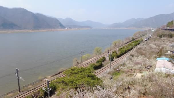 Maehwa Flor Albaricoque Japón Floreciendo Aldea Wondong Maehwa Primavera Wondong — Vídeo de stock