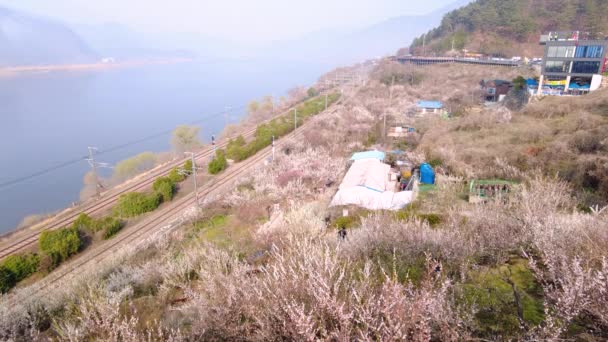 Maehwa Japanes Apricot Flower Blooming Wondong Maehwa Village Spring Wondong — Stock Video