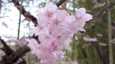 Busan, Güney Kore, Asya 'daki Baehwa Okulu' nda çiçek açan neşeli çiçek.