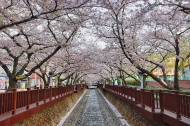 Jinhae, Changwon, Gyeongnam, Güney Kore, Asya 'daki Yeojwacheon deresi manzarası