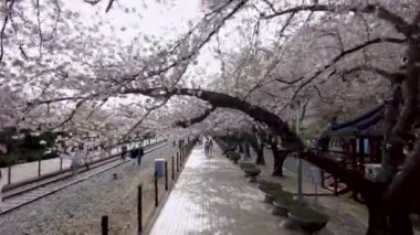 Jinhae, Changwon, Gyeongnam, Güney Kore, Asya 'daki Gyeonghwa tren istasyonunda çiçek açan kiraz çiçeği.