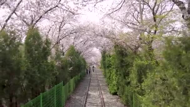 Flor Cereja Florescendo Estação Trem Gyeonghwa Jinhae Changwon Gyeongnam Coreia — Vídeo de Stock