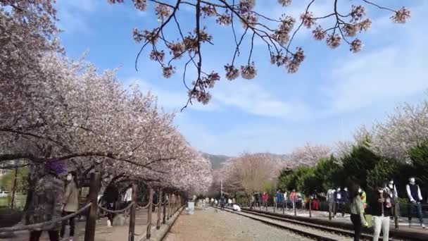 Цвітіння Вишневого Цвіту Залізничній Станції Гьонгхва Джьхау Чангвон Кьоннам Південна — стокове відео