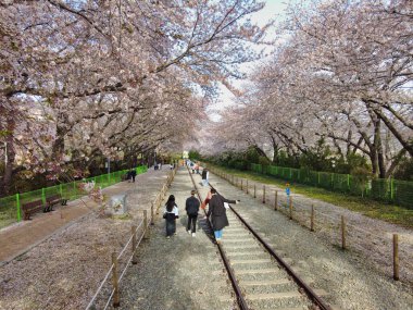 Jinhae, Changwon, Gyeongnam, Güney Kore, Asya 'daki Gyeonghwa tren istasyonunda çiçek açan kiraz çiçeği.