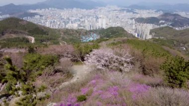 Mulmangol köyünde bahar çiçekleri açıyor, Busan, Güney Kore, Asya.