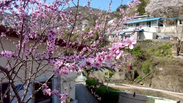Flores Primavera Florescendo Aldeia Mulmangol Busan Coréia Sul Ásia — Vídeo de Stock