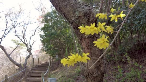 Flores Primavera Floreciendo Pueblo Mulmangol Busan Corea Del Sur Asia — Vídeos de Stock