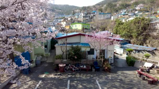 Flores Primavera Floreciendo Pueblo Mulmangol Busan Corea Del Sur Asia — Vídeo de stock