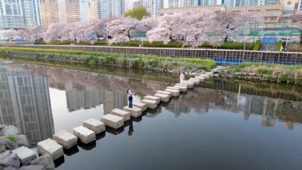 Oncheoncheon Irmağı Busan Güney Kore Asya Kiraz Çiçeği Açar — Stok video