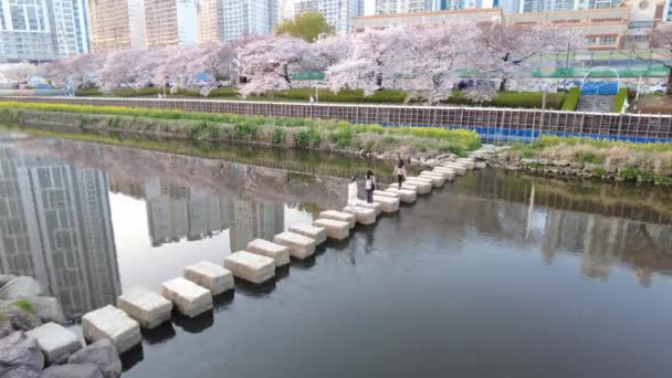 Floraison Cerisiers Oncheoncheon Stream Busan Corée Sud Asie — Video